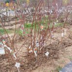 Marhuľa obyčajná (Prunus armeniaca) ´HARCOT´ - stredne skorá, výška 180-220 cm - voľnokorenná